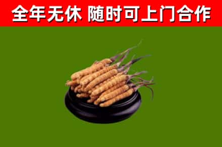 八宿回收散虫草